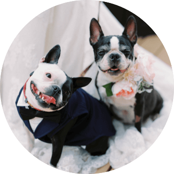 photo of two little bulldogs dressed up for a wedding, one in a tuxedo making a goofy face and the other with a large flower arrangement around its neck looking formally at the camera